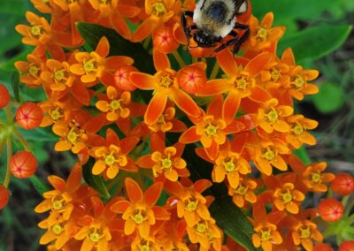 TN Pollinator Habitat Program | Pickwick Landing