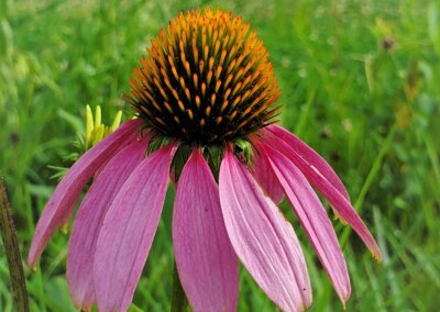 Pickwick Landing State Park | TN Pollinator Habitat Program