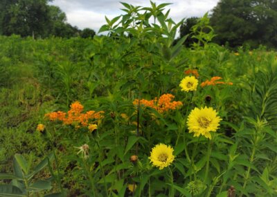 TN Pollinator Habitat Program | Pickwick Landing