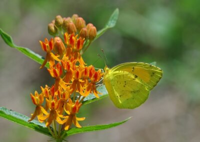 TN Pollinator Habitat Program | Warriors Path State Park