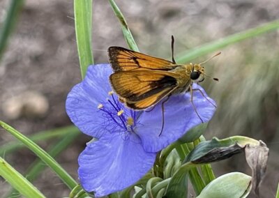 TN Pollinator Habitat Program | Seven Islands State Park
