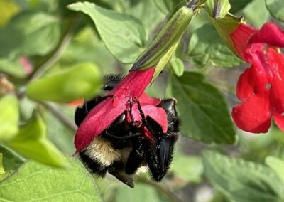TN Pollinator Habitat Program | Seven Islands State Park
