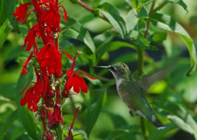 TN Pollinator Habitat Program | Warriors Path State Park