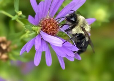 Montgomery Bell State Park | TN Pollinator Habitat Program