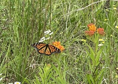 TN Pollinator Habitat Program | Big Hill Pond State Park