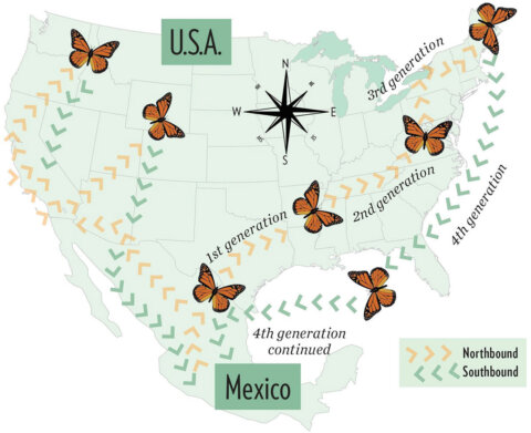 Project Milkweed | TDOT Pollinator Habitat Program