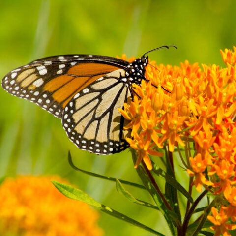 Project Milkweed | TDOT Pollinator Habitat Program