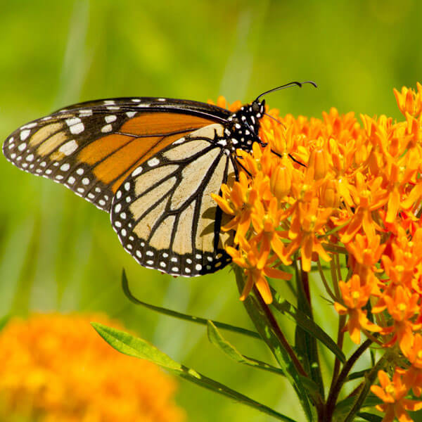 Tennessee Department of Transportation Pollinator Habitat Program