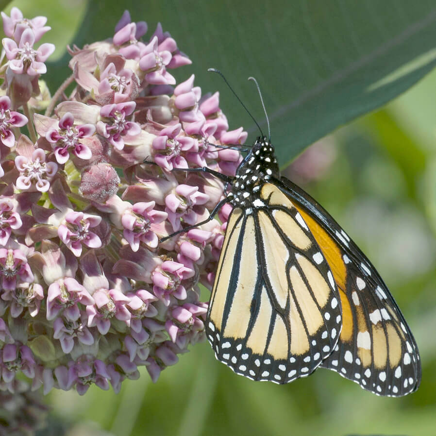 Tennessee Department of Transportation’s Pollinator Habitat Program | Monarch on Asclepias-syriaca