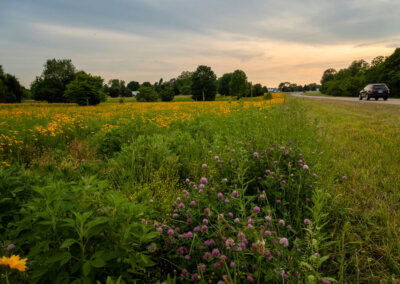 Tennessee Department of Transportation’s Pollinator Habitat Program