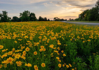 Tennessee Department of Transportation’s Pollinator Habitat Program
