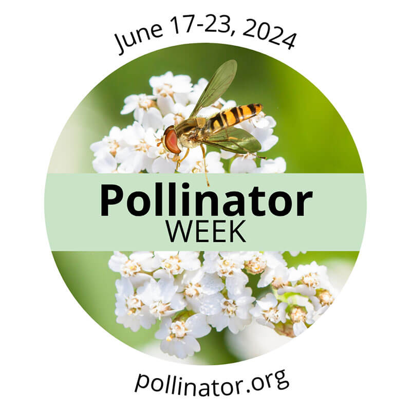 Pollinator Week 2024