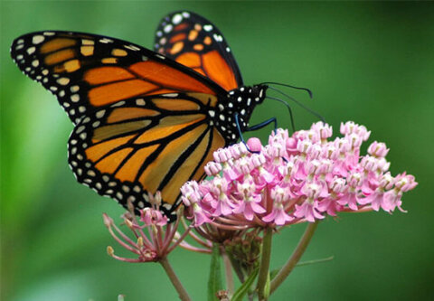 Project Milkweed TDOT Pollinator Habitat Program Monarch2025 480x333